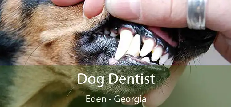 Dog Dentist Eden - Georgia