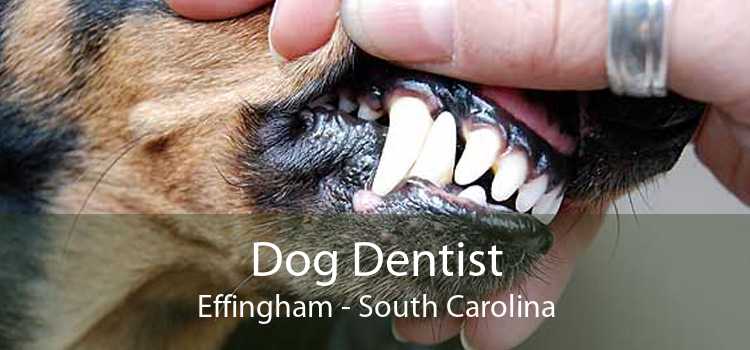 Dog Dentist Effingham - South Carolina