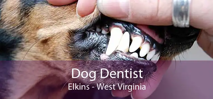 Dog Dentist Elkins - West Virginia