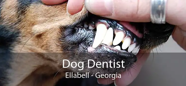 Dog Dentist Ellabell - Georgia