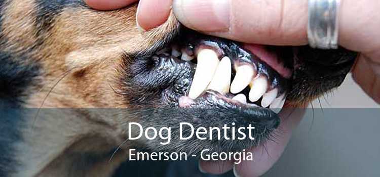 Dog Dentist Emerson - Georgia