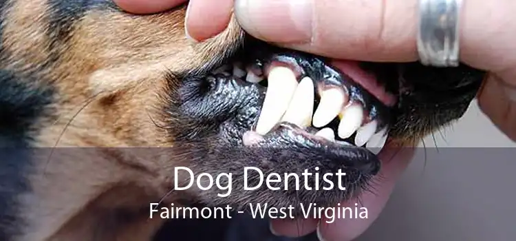 Dog Dentist Fairmont - West Virginia