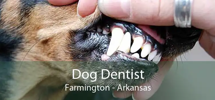 Dog Dentist Farmington - Arkansas