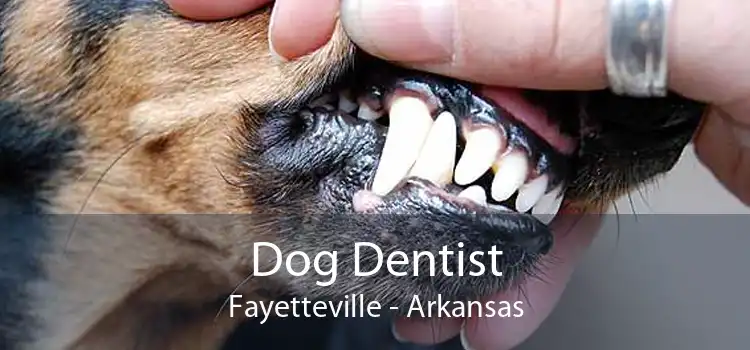 Dog Dentist Fayetteville - Arkansas