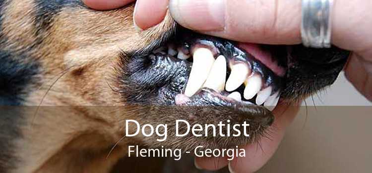 Dog Dentist Fleming - Georgia