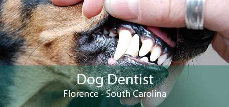 Dog Dentist Florence - South Carolina
