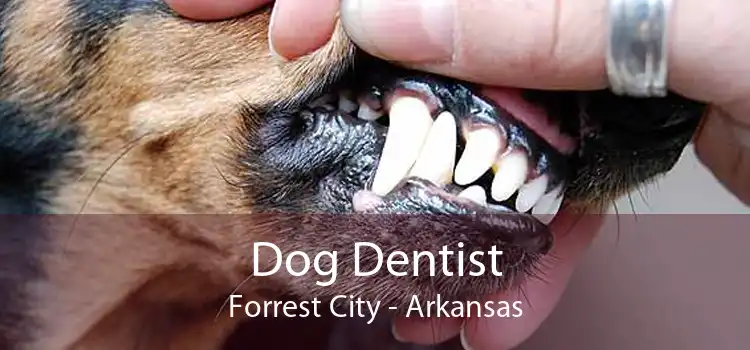 Dog Dentist Forrest City - Arkansas