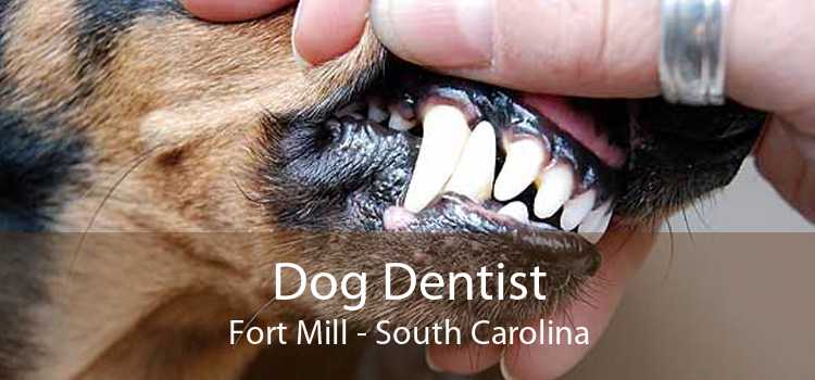 Dog Dentist Fort Mill - South Carolina