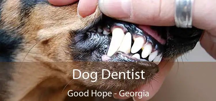 Dog Dentist Good Hope - Georgia