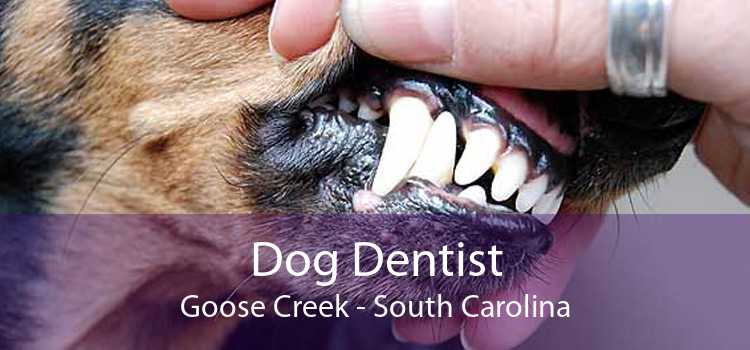 Dog Dentist Goose Creek - South Carolina