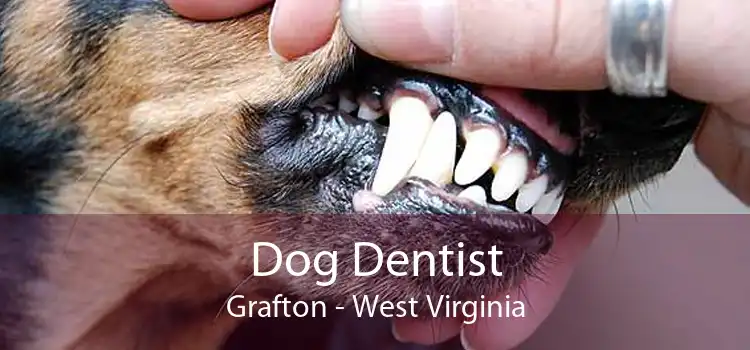 Dog Dentist Grafton - West Virginia