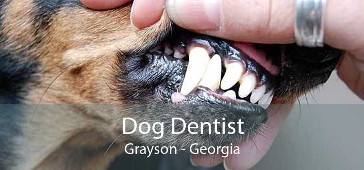 Dog Dentist Grayson - Georgia
