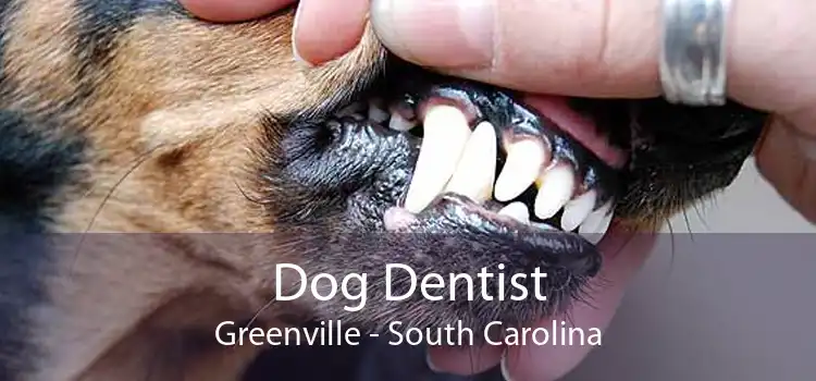 Dog Dentist Greenville - South Carolina