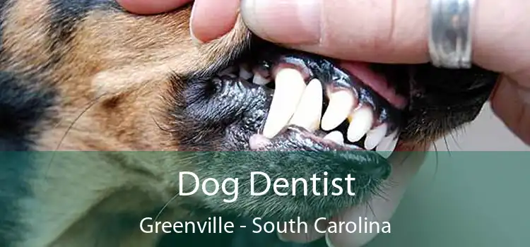 Dog Dentist Greenville - South Carolina