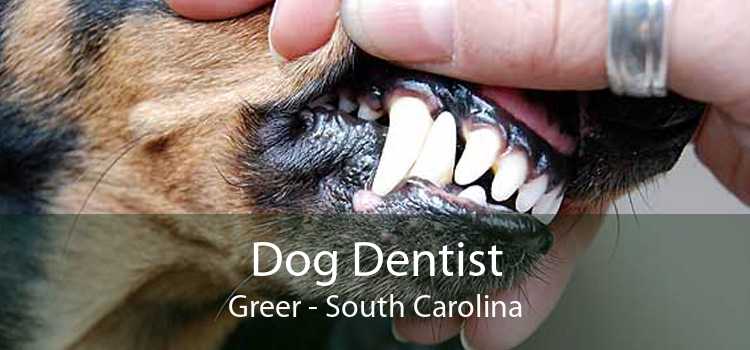 Dog Dentist Greer - South Carolina