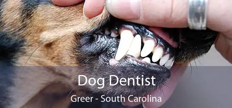 Dog Dentist Greer - South Carolina