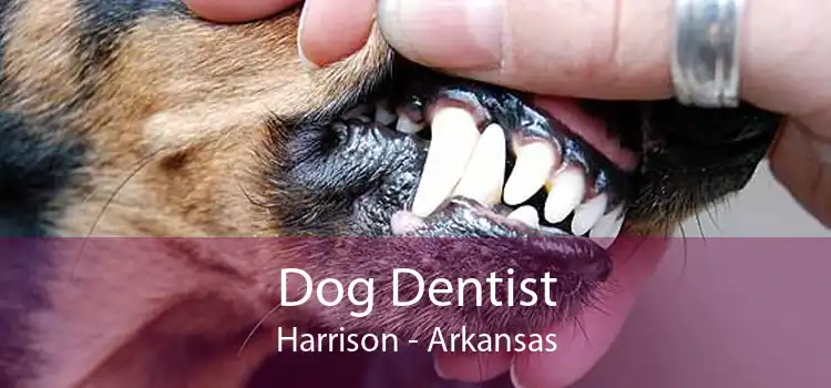 Dog Dentist Harrison - Arkansas