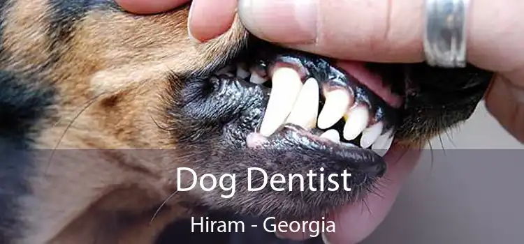 Dog Dentist Hiram - Georgia