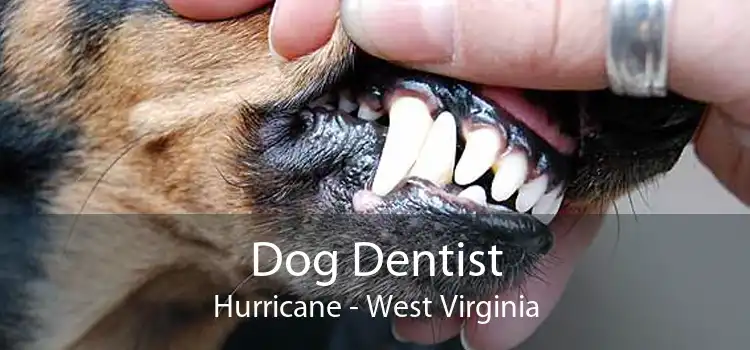 Dog Dentist Hurricane - West Virginia