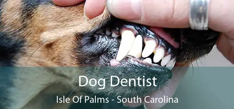 Dog Dentist Isle Of Palms - South Carolina