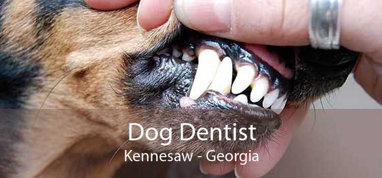 Dog Dentist Kennesaw - Georgia