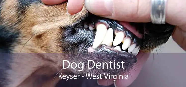 Dog Dentist Keyser - West Virginia