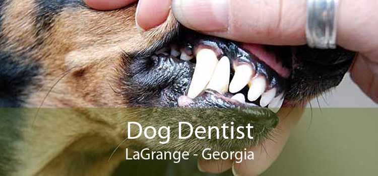 Dog Dentist LaGrange - Georgia