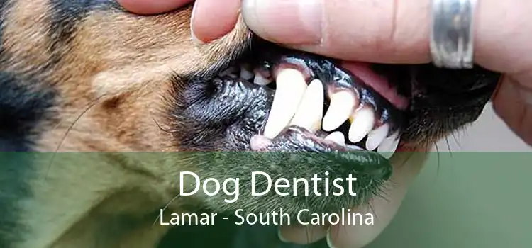Dog Dentist Lamar - South Carolina