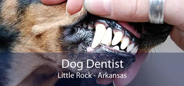 Dog Dentist Little Rock - Arkansas