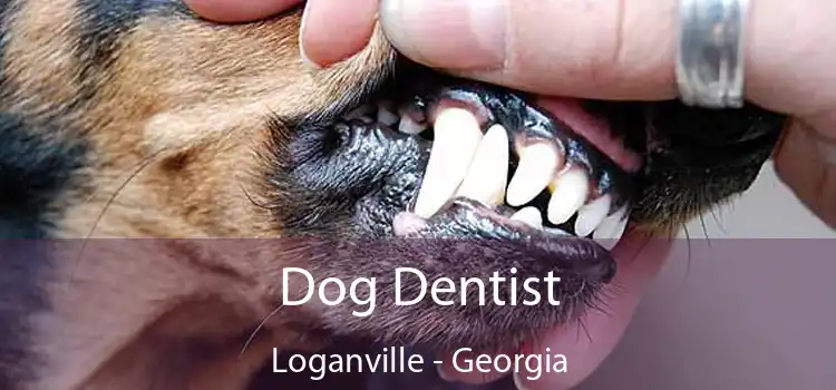 Dog Dentist Loganville - Georgia