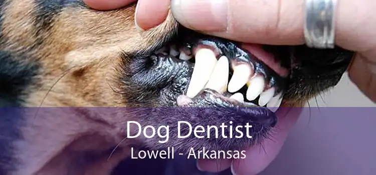 Dog Dentist Lowell - Arkansas