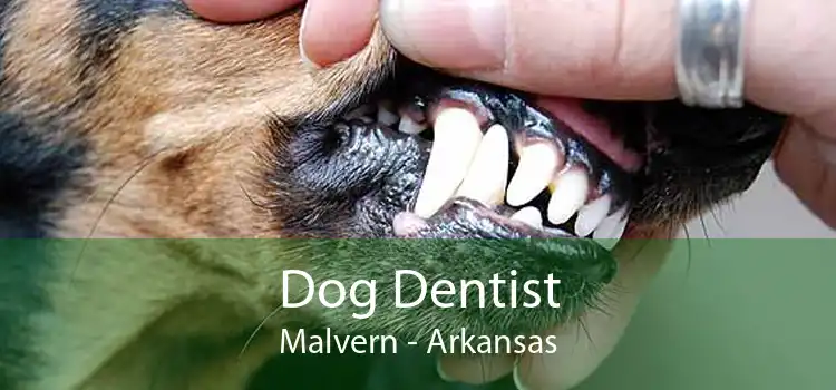 Dog Dentist Malvern - Arkansas