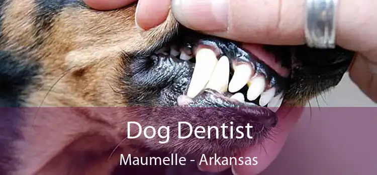 Dog Dentist Maumelle - Arkansas