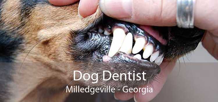 Dog Dentist Milledgeville - Georgia