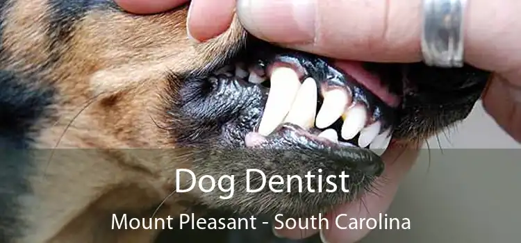 Dog Dentist Mount Pleasant - South Carolina