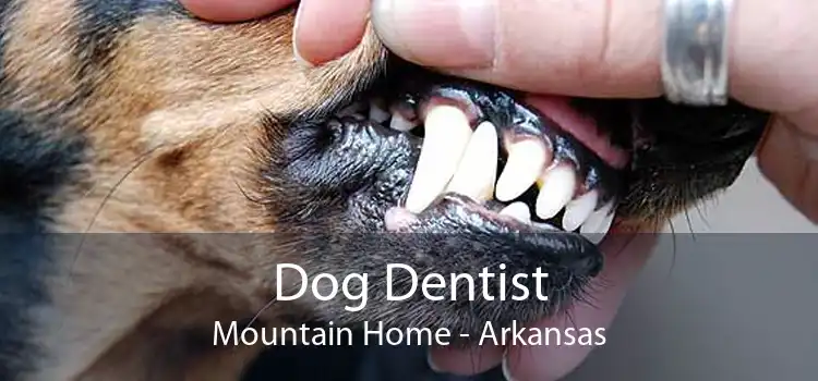 Dog Dentist Mountain Home - Arkansas