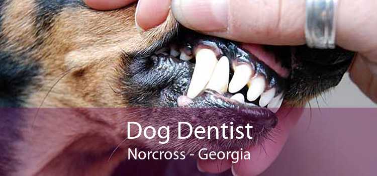 Dog Dentist Norcross - Georgia