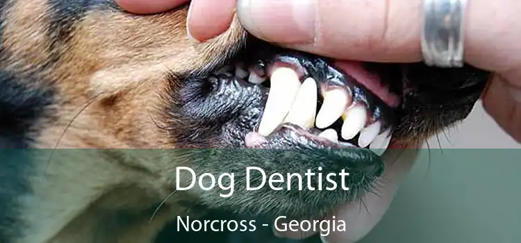 Dog Dentist Norcross - Georgia