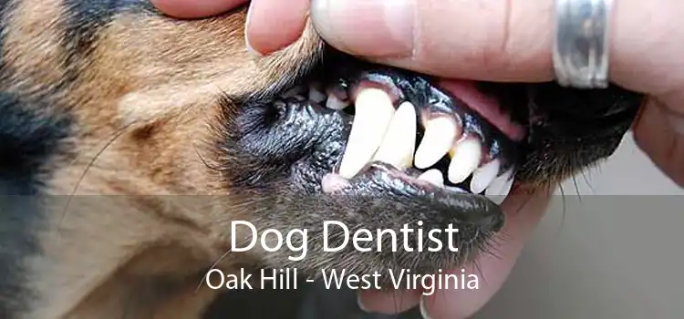 Dog Dentist Oak Hill - West Virginia