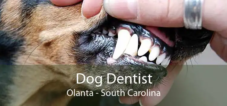 Dog Dentist Olanta - South Carolina