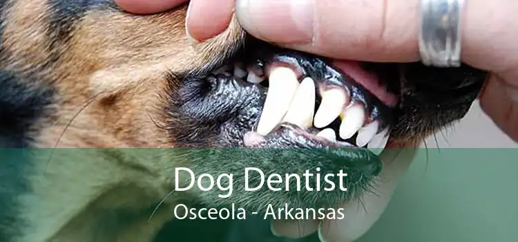 Dog Dentist Osceola - Arkansas