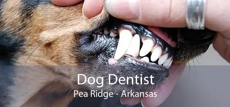 Dog Dentist Pea Ridge - Arkansas