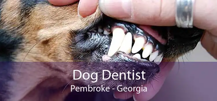 Dog Dentist Pembroke - Georgia