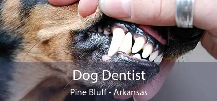 Dog Dentist Pine Bluff - Arkansas