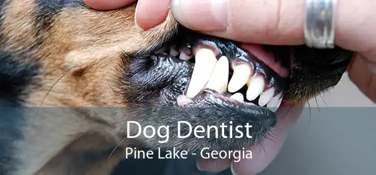 Dog Dentist Pine Lake - Georgia