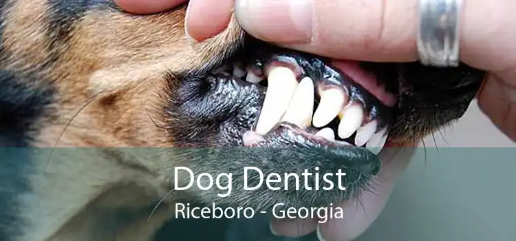 Dog Dentist Riceboro - Georgia