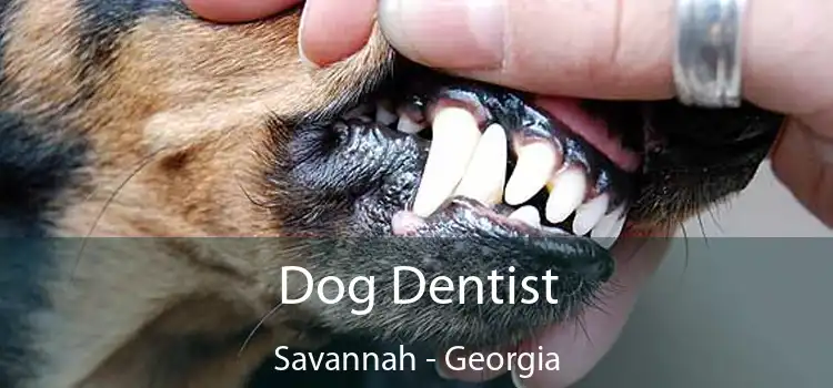 Dog Dentist Savannah - Georgia