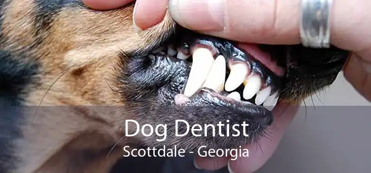 Dog Dentist Scottdale - Georgia