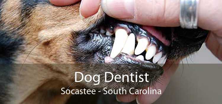 Dog Dentist Socastee - South Carolina