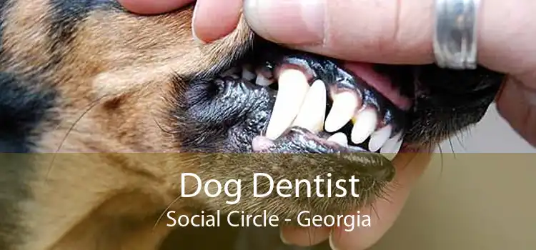 Dog Dentist Social Circle - Georgia